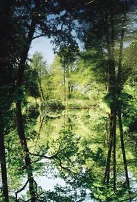 Scenic view of lake in forest