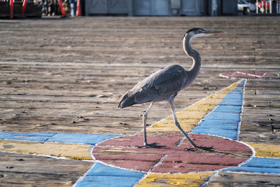 Close-up of gray heron perching on floor