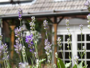 Close-up of purple flowering plants