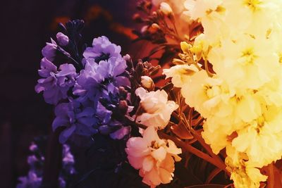 Close-up of flowers blooming against sky