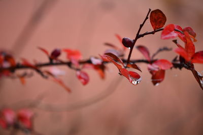 Close-up of red leaves on plant during autumn