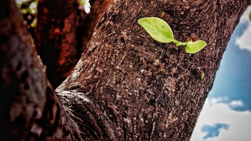 Close-up of fresh tree trunk