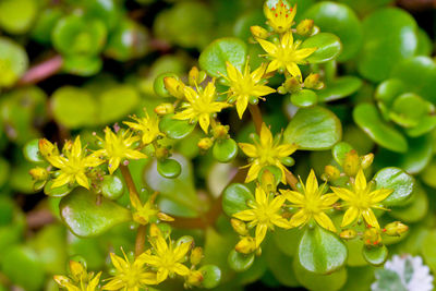 Close-up of yellow flowering plant