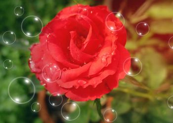 Close-up of water drops on red flower