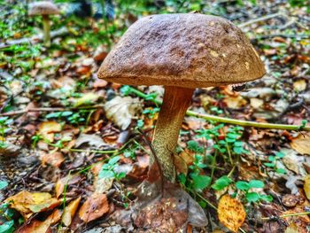 Close-up of mushroom growing on field