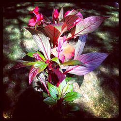 Close-up of pink flowers