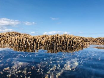 Panoramic shot of trees on field against sky