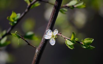 Close-up of white flowers