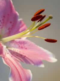 Close-up of pink flower