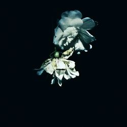 Close-up of white flower over black background