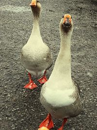 Close-up of birds