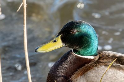 Close-up of a bird