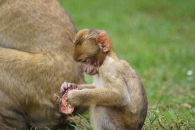 Side view of monkey sitting on land