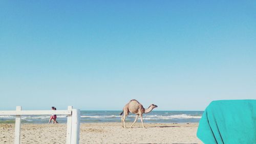 Panoramic view of beach against clear blue sky