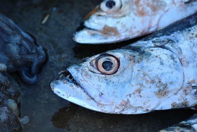 Close-up of fish in market