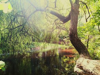 Close-up of tree against sky