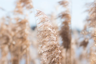 Close-up of grass against blurred background