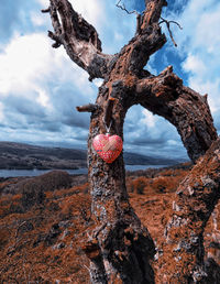 Close-up of heart on tree trunk