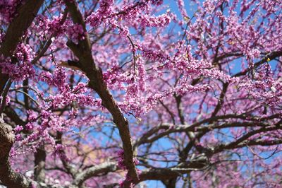 Low angle view of pink flowers on tree