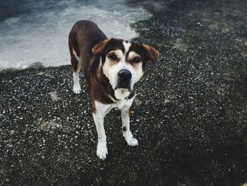 Portrait of dog standing on road