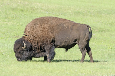 Bison feeding in the grasslands in wind cave national park in the black hills in south dakota