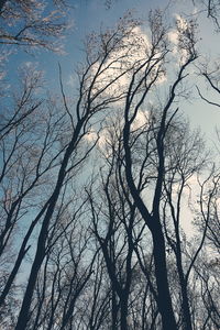 Low angle view of bare trees against sky