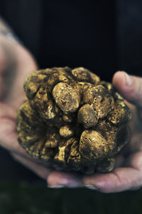 Truffle on hand