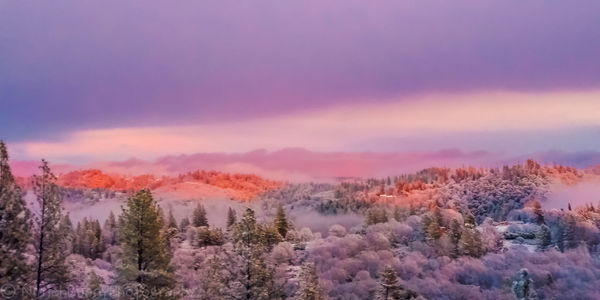 Trees against sky during winter