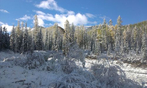 Plants on snow covered land against sky