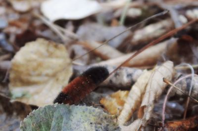 Close-up of insect on ground