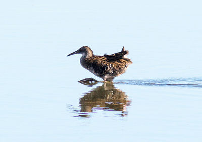 Duck swimming in lake