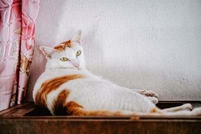 Cat resting on wall