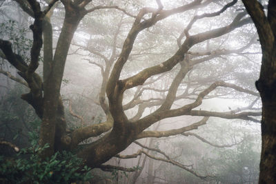 Bare trees in forest