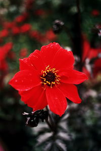 Close-up of red flower