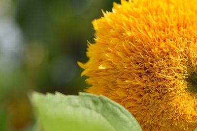 Close-up of yellow flower