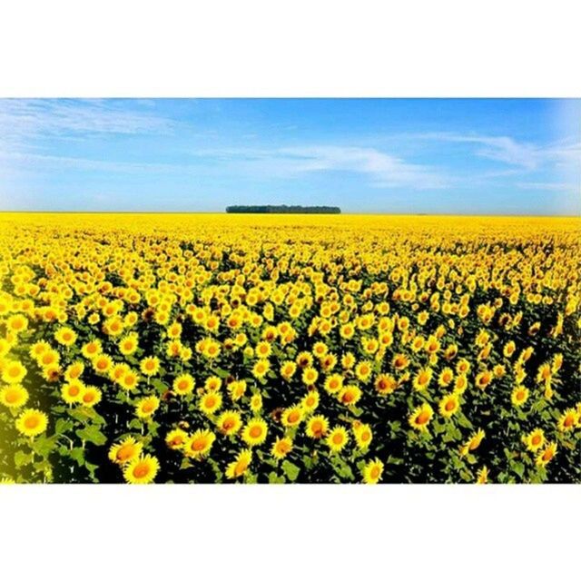 yellow, flower, agriculture, beauty in nature, field, rural scene, growth, freshness, abundance, sunflower, landscape, nature, tranquil scene, sky, oilseed rape, scenics, tranquility, fragility, farm, plant