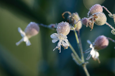 Close-up of white flowering plant