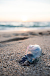 Close-up of dead jellyfish at beach