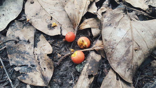 High angle view of fruits on leaves