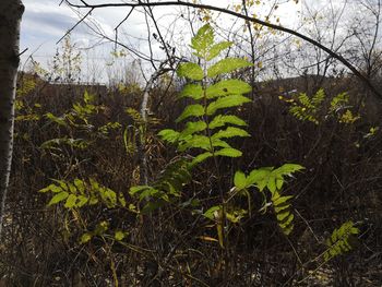 Plants and trees in forest