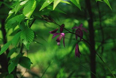 Close-up of red flowering plant