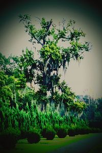 Close-up of fresh green plants against trees