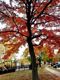 Trees in park