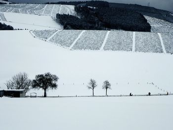 Trees on field during winter