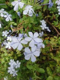 Close-up of white flowering plant