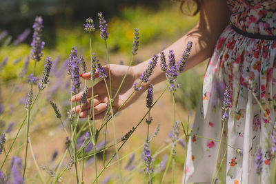 Midsection of woman touching flowering plants on field