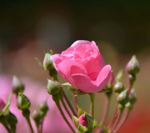 Close-up of pink rose
