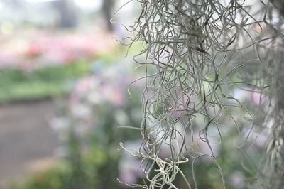 Close-up of white flowering plant