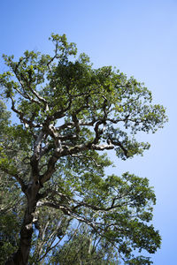 Low angle view of tree against clear blue sky