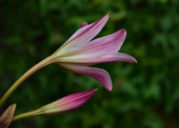 Close-up of pink lily flower